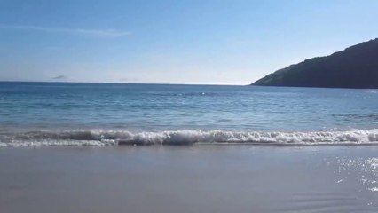 30 ekor Lumba Lumba Serbu Pantai, Diselamatin Warga