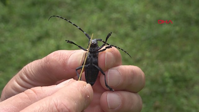 Karadeniz'de 'Drakula' tehlikesi