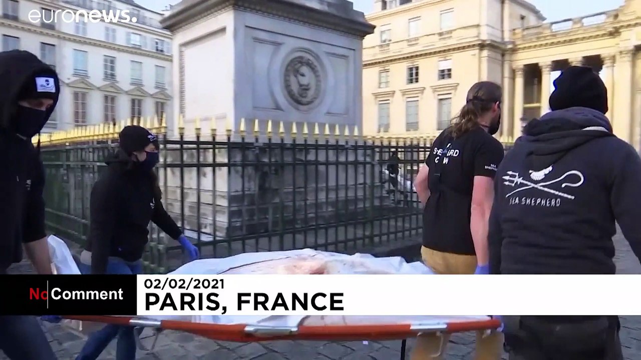 Sea Shepherd bringt 4 tote Delfine vors Parlament