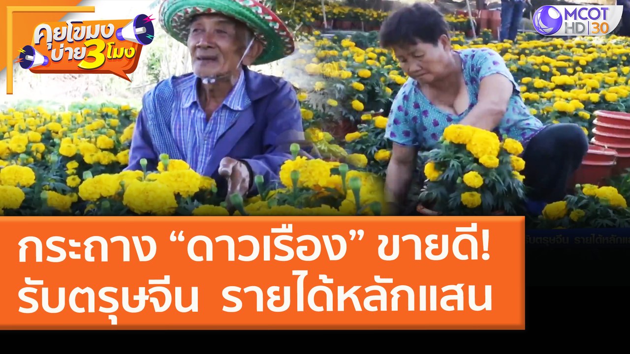 กระถาง “ดาวเรือง” ขายดี! รับตรุษจีน  รายได้หลัก...