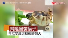 給天生後腳朝天的陸龜裝輪子 離世後萌樣流傳網友心中