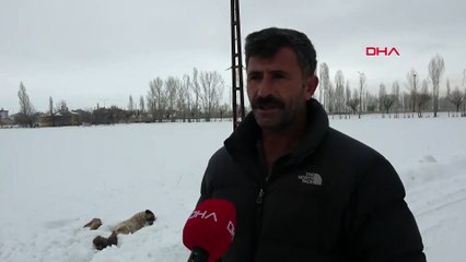 Donarak ölen yavrularının başından ayrılmıyor