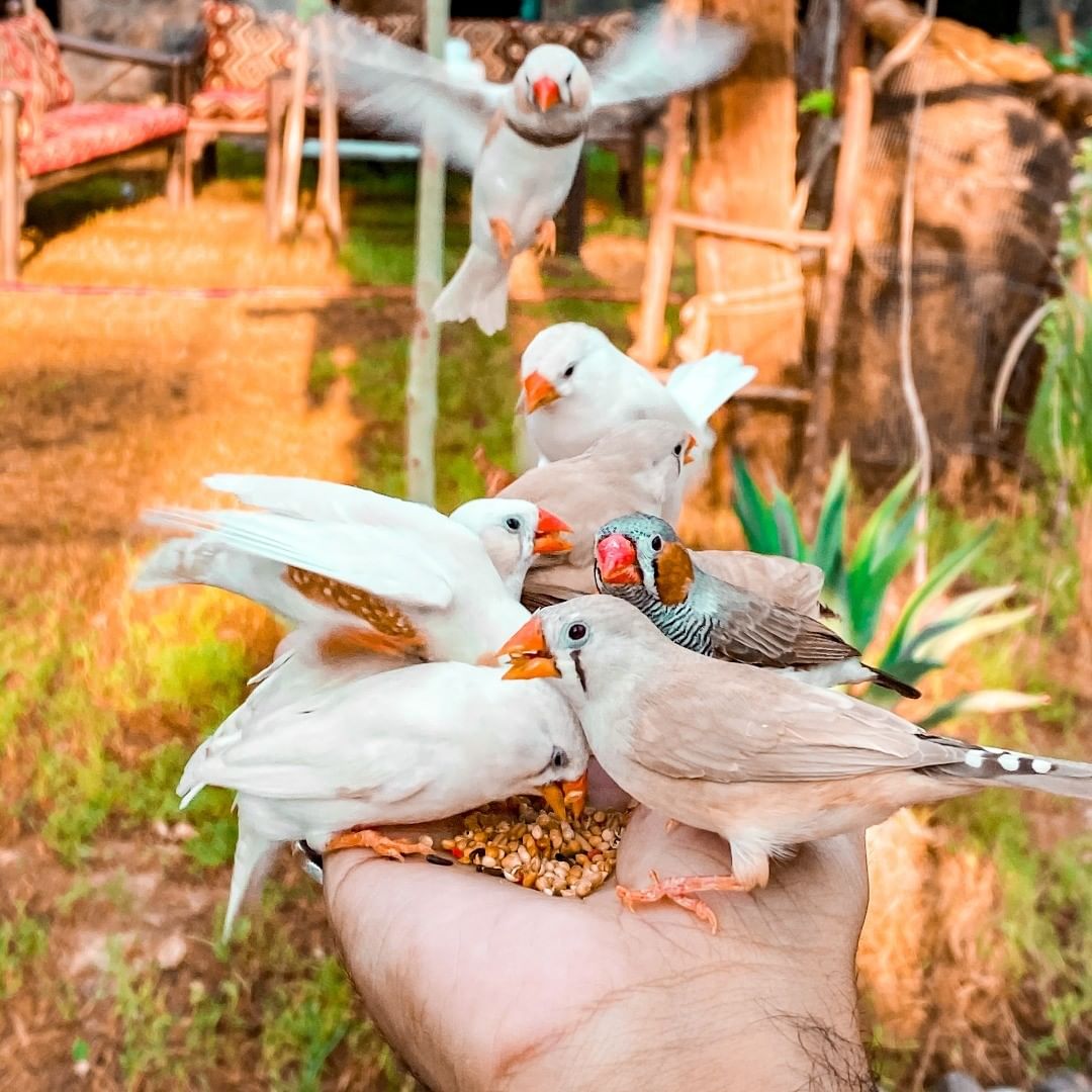 محمية الطيور بالمدينه
