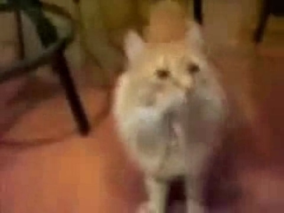 Chat aux anges