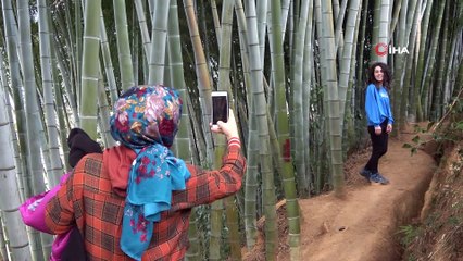 Dedesi Gürcistan’dan 25 yıl önce getirdiği 4 bambu fidanını evinin bahçesine dikti, ilgi odağı oldu