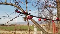 Tokat'ta kış ortasında meyve ağaçları çiçek açtı