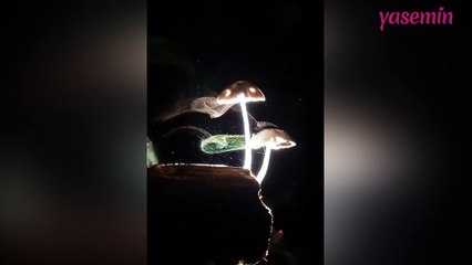 Mantarların sporlandığı an yakından kaydedildi!