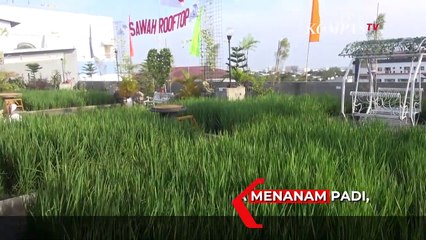 Rooftop Mall  Disulap Jadi Sawah dan Ladang, Suasana Seperti Pedesaan
