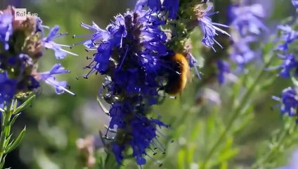 Wild Italy - Il cervo italiano [Documentario]