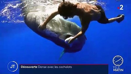 Découverte : danse avec les cachalots au large de La Réunion