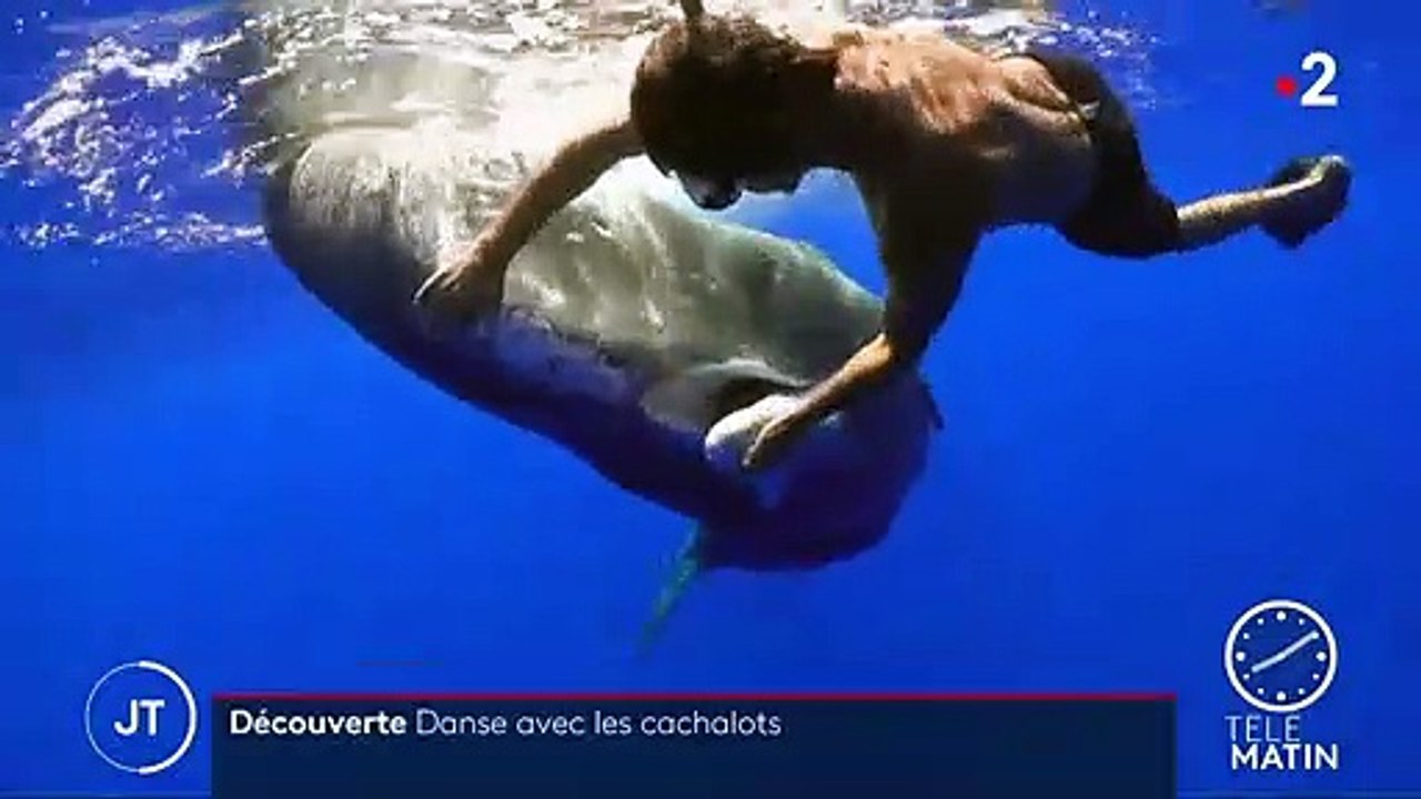 Découverte : danse avec les cachalots au large de La Réunion