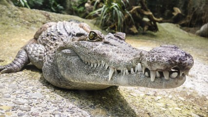 Revisa la cámara de vigilancia de su casa para ver si hay ladrones y encuentra este cocodrilo en su piscina