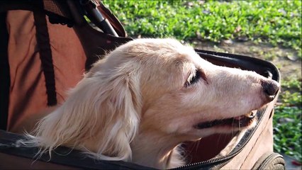 Discover the Amazing Benefits of Having a Dog 🐶