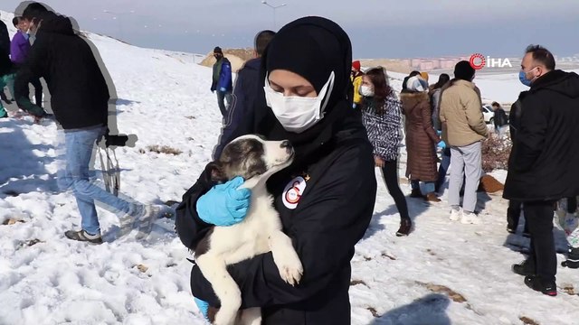 Kısıtlamada sokak hayvanları unutulmadı