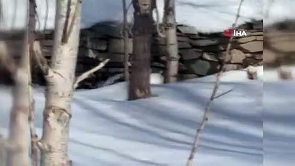 Yüksekova’da beyaz gelincik görüntülendi