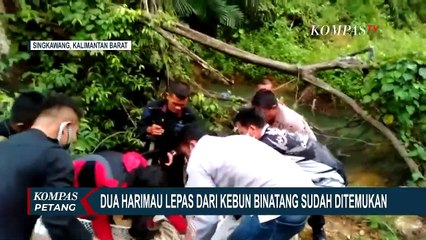 BKSD Ceritakan Situasi Tegang saat Cari Harimau Lepas di Sinka Zoo yang Masih Berhutan