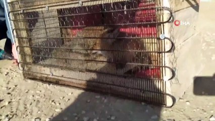 Tavuk Hırsızı Kurnaz Tilki, Sivaslının Tuzağına Düştü