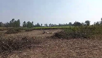 वन रेंजर एवं पुलिस की मिलीभगत से चल रहा पेड़ों का अवैध कटान !
