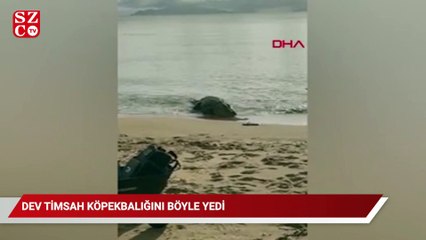 Avustralya'da dev timsahın köpekbalığını yediği anlar görüntülendi
