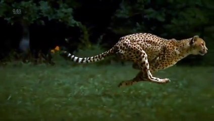 96 km/s hızla koşan Çitanın inanılmaz görüntüsü