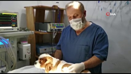 İdrar kesesinden 3 santim taş çıkan köpek ameliyata alındı