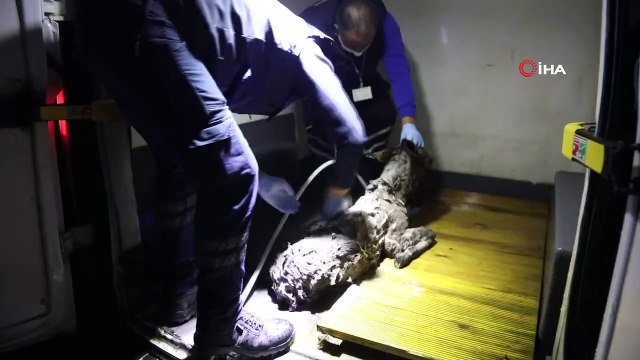 Rögara düşen 'Kadife' için seferber oldular