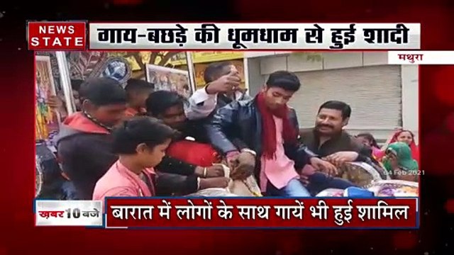 मथुरा में बैंड-बाजा-बारात के साथ पहुंचा बछड़ा