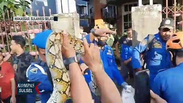 Tim Rescue Damkar Evakuasi Ular Sanca Batik Sepanjang 4 Meter