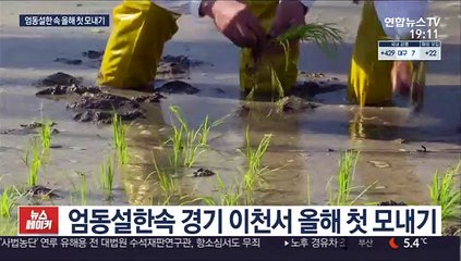 눈 덮인 들녘서 올해 전국 첫 모내기…5월말 수확 예정