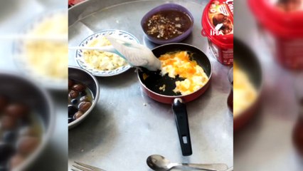 Pandemide evin kahvaltısına bile ortak oldu... Şarkı söylediği anlar ise izleyenleri gülümsetti