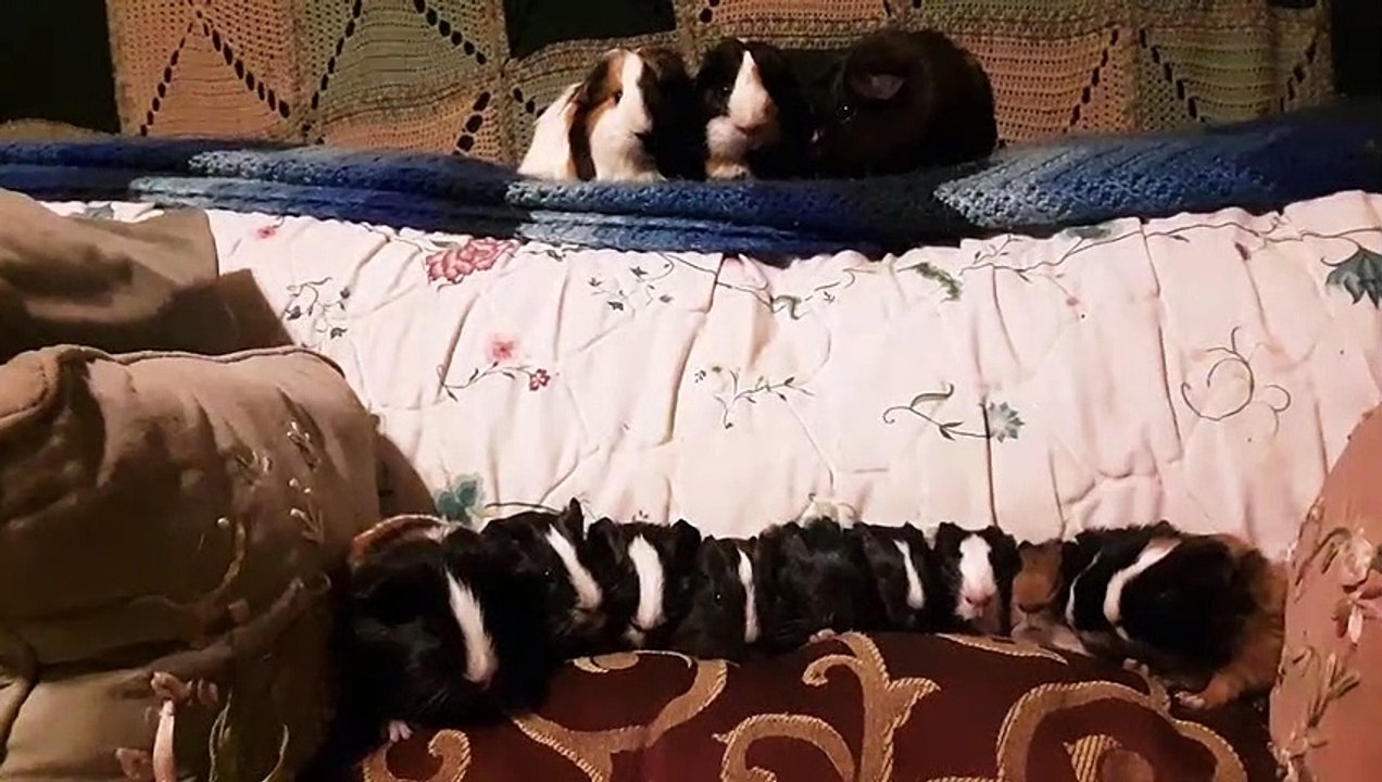 CAVIA PORCELLUS TURMERIC PARSLEY PIXIE DAVID CJ DAVID RJ DAVID MARY TRIXIE DAVID IRIS CLOVER 20200206_191609