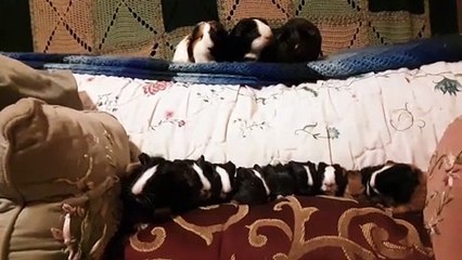 CAVIA PORCELLUS TURMERIC PARSLEY PIXIE DAVID CJ DAVID RJ DAVJD MARY TRIXIE DAVID IRIS CLOVER 20200206_191859