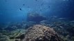 Black Tip Reef Sharks - Scuba Diving at Phi Phi Islands - Thailand.