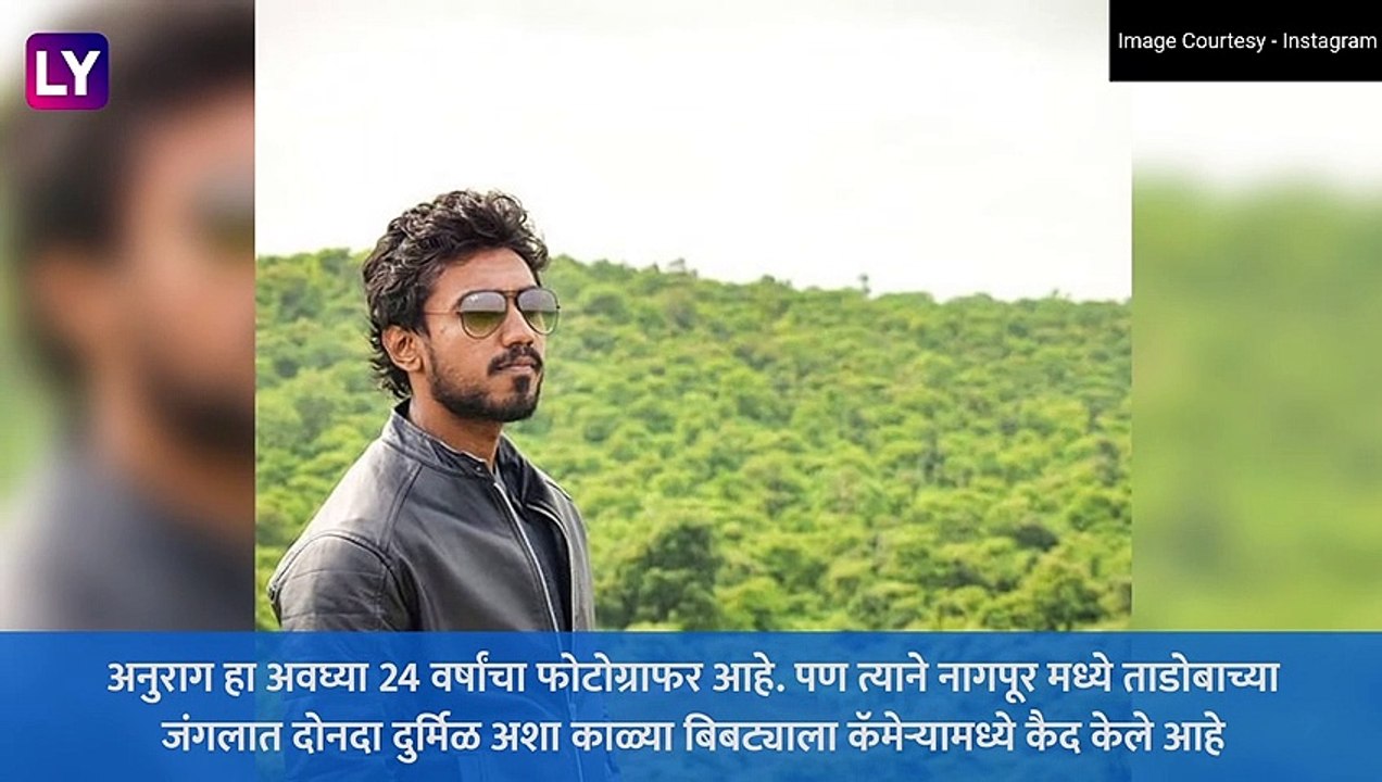 Black Leopard पुन्हा दिसला Tadoba National Park मध्ये; वाईल्ड फोटोग्राफर Anurag Gawande ने टिपले फोटो