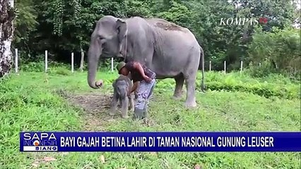 Bayi Gajah Perempuan Lahir di Balai Besar TN Gunung Leuser