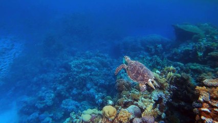 Hawksbill Turtle.
