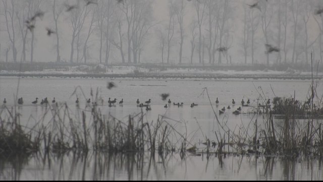 Migrating birds struggle to find food in Kashmir