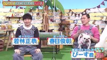 バラエティ 無料視聴 - バラエティー無料視聴 動画　9tsu　Miomio -   どうぶ