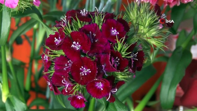 Sevgililer Günü’nde çiçekçilere kalkan kısıtlamalar esnafı sevindirdi