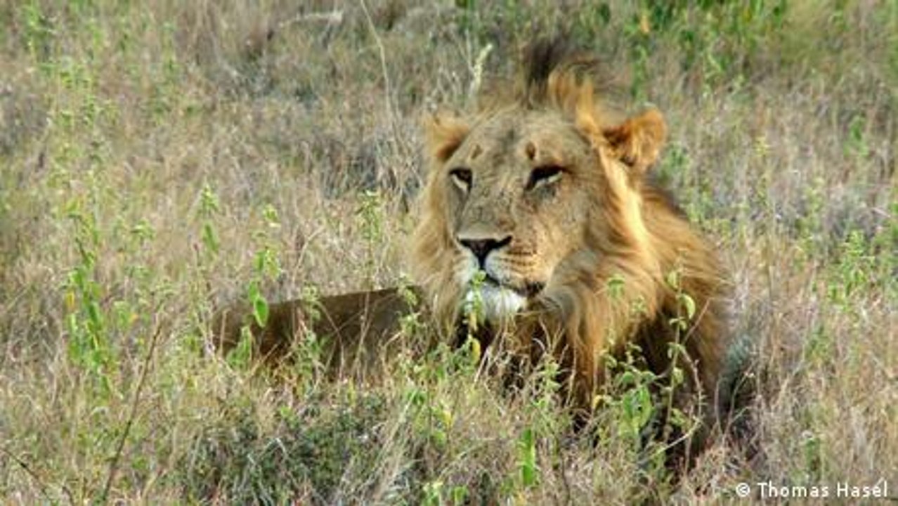 Sustainable nature conservation in Kenya