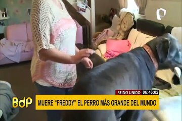 Hasta siempre Freddy: muere el perro más grande del mundo a los 8 años