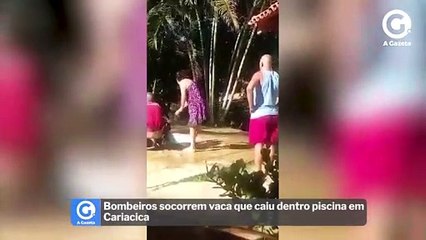 Bombeiros socorrem vaca que caiu dentro piscina em Cariacica
