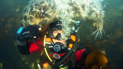Seal Stops to Check Out Diver