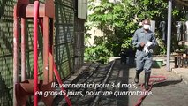 Au Gabon, le long chemin des singes orphelins vers la vie sauvage