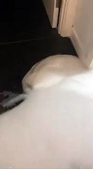 Ce qui sort de ses WC est impressionnant... Soirée mousse