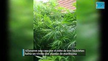 Allanaron una casa por el robo de tres bicicletas  había un vivero con plantas de marihuana