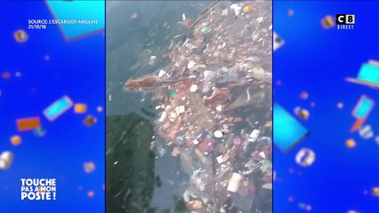 La météo va-t-elle profiter à l'invasion des rats ?