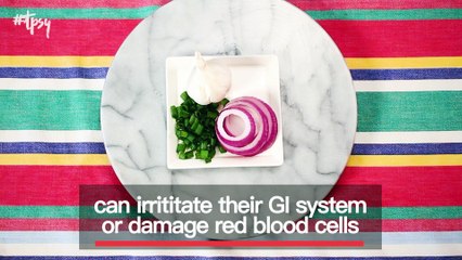 Make Sure You’re Not Feeding Your Dog These Toxic Foods!