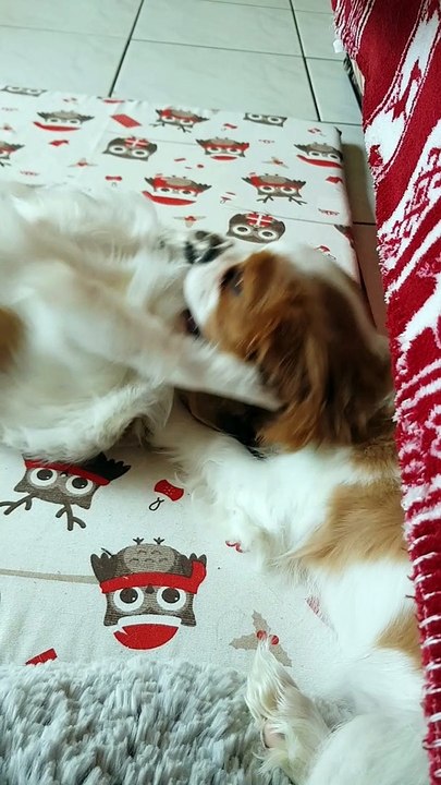 Phandor et Phloème sur le tapis chouette suite