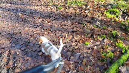 1ère fois en laisse